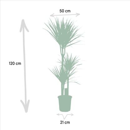 Dracaena Marginata - Ø21cm - ↕110cm | productafbeelding 4