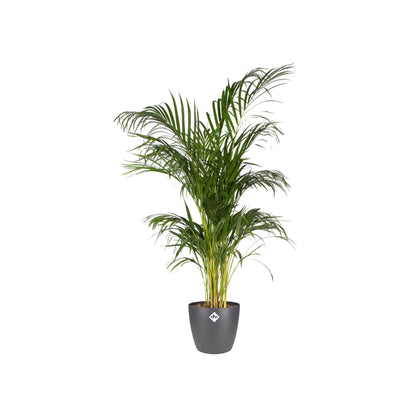 Topf elho Brussels Rund Anthrazit D30 x H27