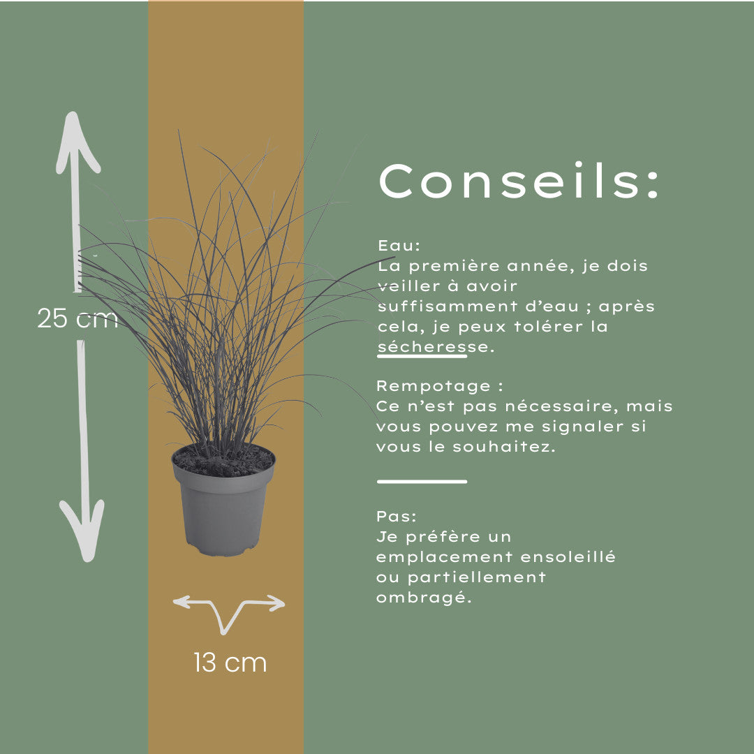 6x Miscanthus sinensis ‘Gracillimus’ – Elegant prachtriet met sierlijk overhangend blad | Potmaat 12 cm | productafbeelding 8
