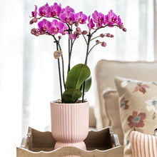 Hummingbird Home | Kombi-Angebot – Diabolo-Topf rosa