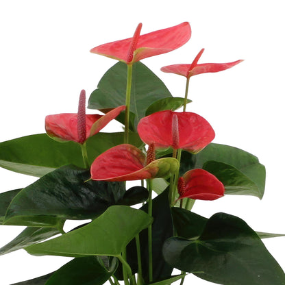 Anthurium andreanum Sweet Dream incl. PURE mand - 45cm - Ø12