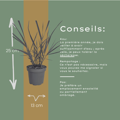 6x Panicum virgatum ‘Rotstrahlbusch’ – Siergras met warme herfstkleuren | Potmaat 12 cm | productafbeelding 9