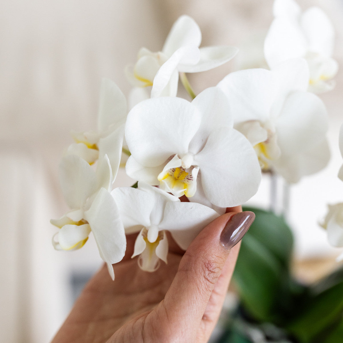 Kolibri Orchids | witte orchidee Amabilis + Malaga sierpot groen - potmaat Ø9cm | bloeiende kamerplant - vers van de…