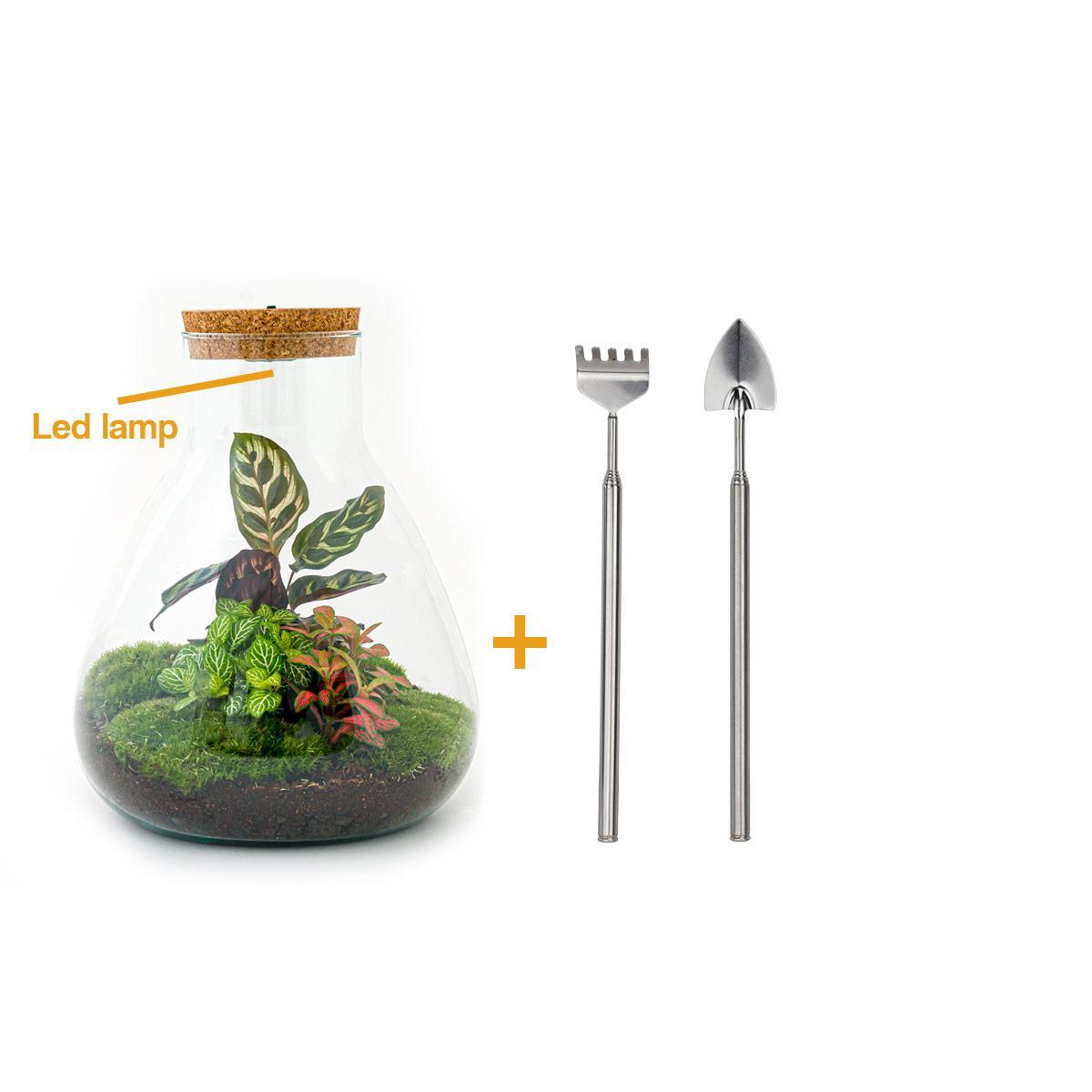 DIY-Terrarium - Sam Calathea mit Licht - ↕ 30 cm - Rechen + Schaufel