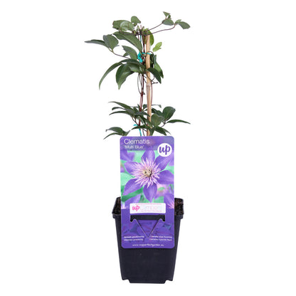 6x Clematis ‘Multi Blue’ – P9 pot – bijzondere blauw bloeiende klimplant | productafbeelding 2