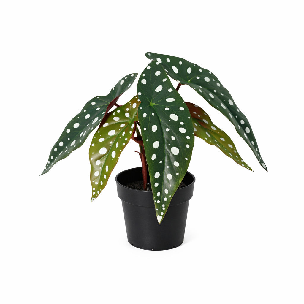 ARTIFICIAL Begonia maculata - 24cm