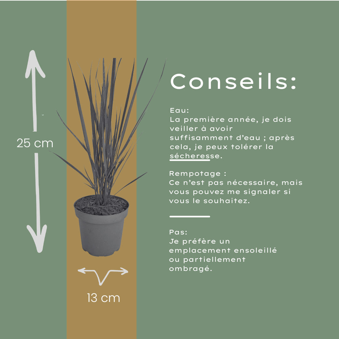 3x Panicum virgatum ‘Northwind’ – Sterk opgaand siergras met strakke groeivorm | Potmaat 12 cm | productafbeelding 10