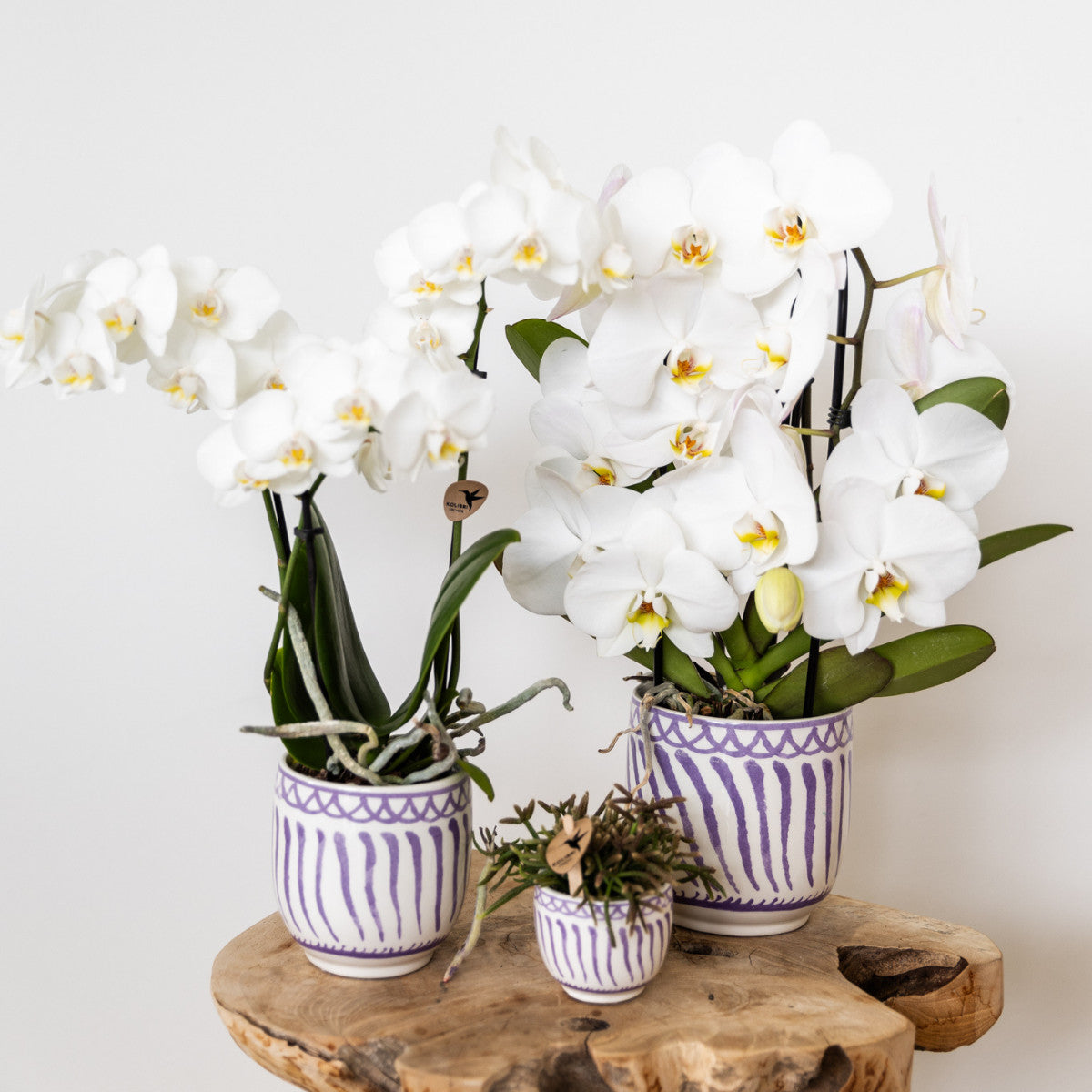 Kolibri Orchids | witte Phalaenopsis orchidee potmaat Ø9cm | Amabilis | bloeiende kamerplant - vers van de kweker |…
