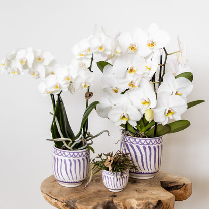 Kolibri Orchids | witte Phalaenopsis orchidee potmaat Ø9cm | Amabilis | bloeiende kamerplant - vers van de kweker |…