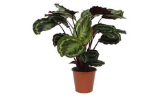 Das Calathea Sophie Medaillon - 80 cm - Ø19 cm