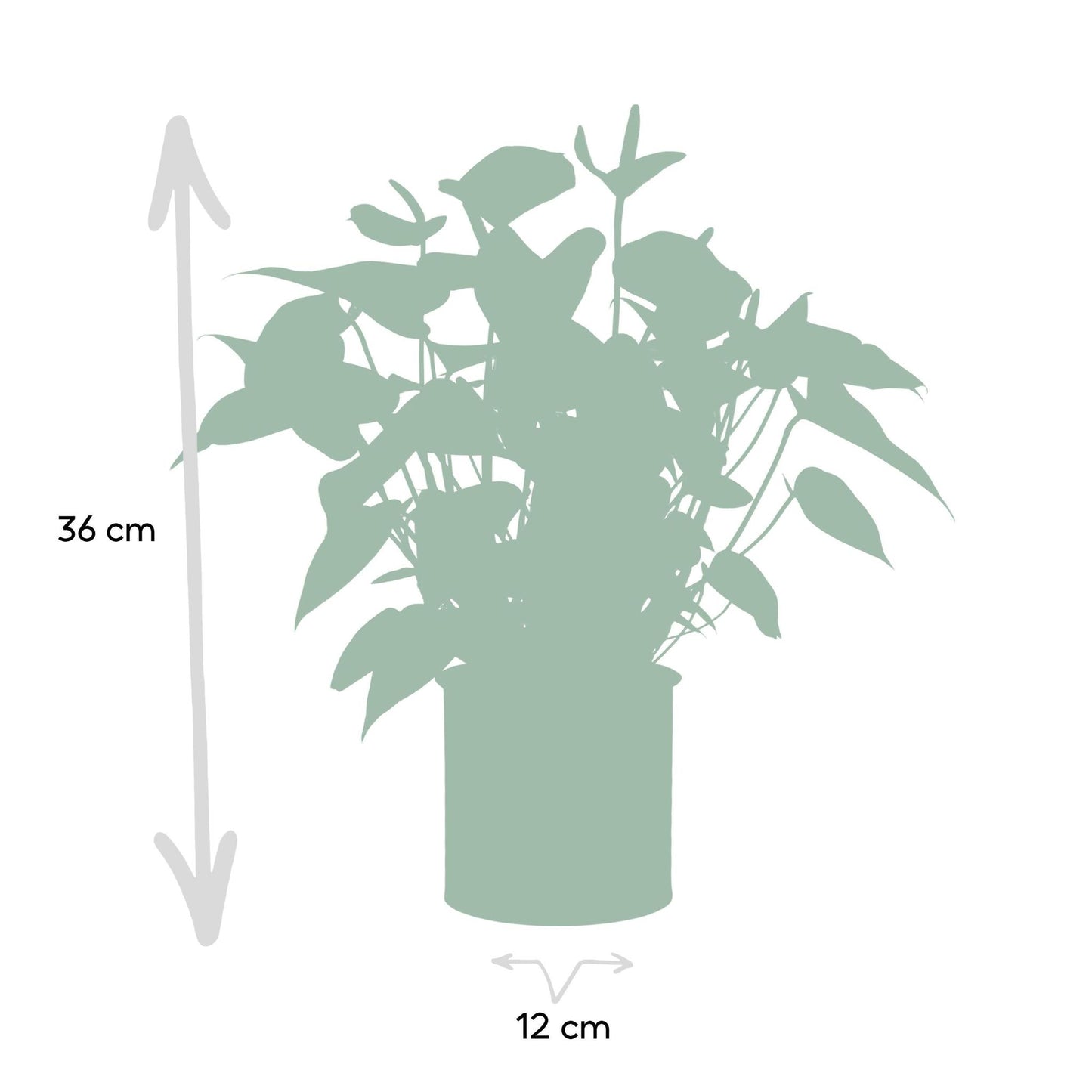 Anthurium andreanum Black Love incl. PURE zink - 45cm - Ø12