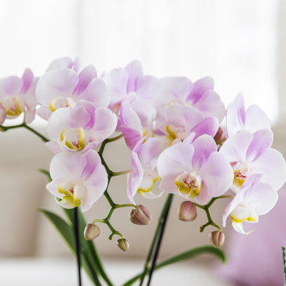 Kolibri Orchids | roze orchidee Portugal + Malaga sierpot roze - potmaat Ø9cm | bloeiende kamerplant - vers van de kweker…