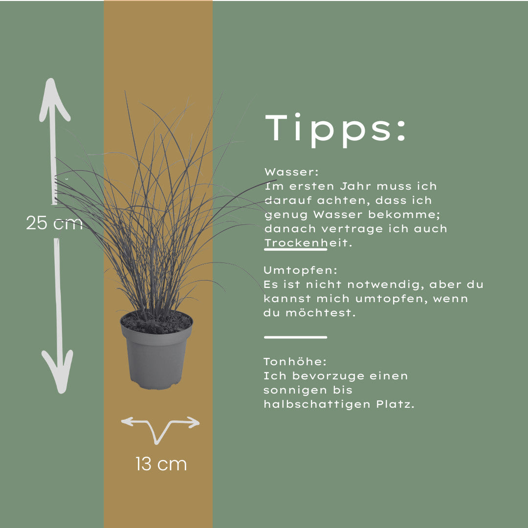 3x Miscanthus sinensis ‘Gracillimus’ – Elegant prachtriet met sierlijk overhangend blad | Potmaat 12 cm | productafbeelding 8