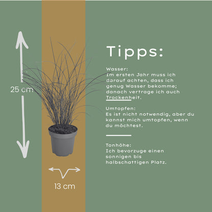 3x Miscanthus sinensis ‘Gracillimus’ – Elegant prachtriet met sierlijk overhangend blad | Potmaat 12 cm | productafbeelding 8