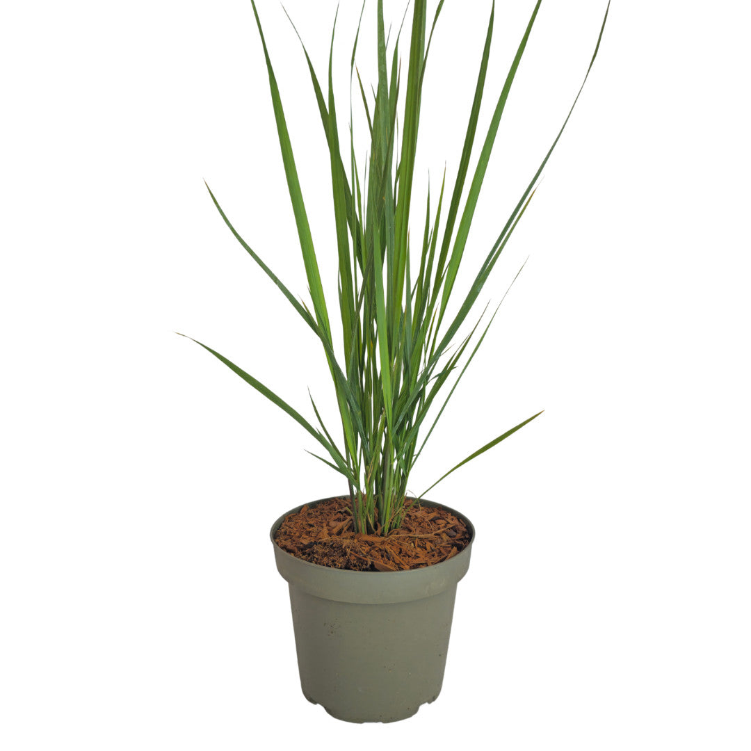 6x Panicum virgatum ‘Northwind’ – Sterk opgaand siergras met strakke groeivorm | Potmaat 12 cm | productafbeelding 4