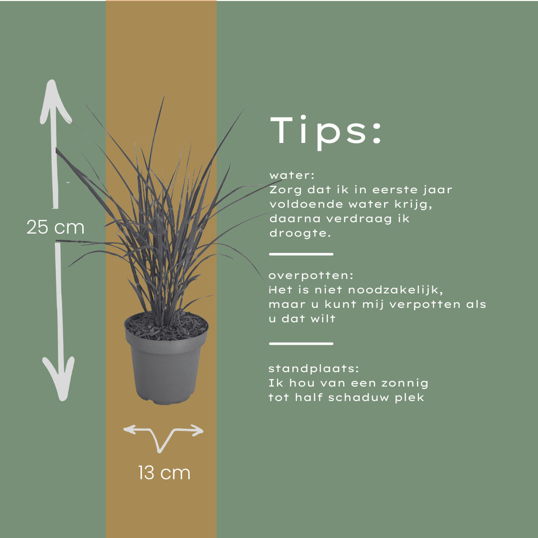 3x Miscanthus sinensis ‘Zebrinus’ – Opvallend zebragras met decoratief gestreept blad | Potmaat 12 cm | productafbeelding 9