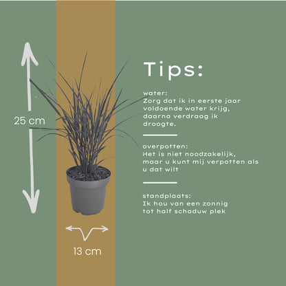 3x Miscanthus sinensis ‘Zebrinus’ – Opvallend zebragras met decoratief gestreept blad | Potmaat 12 cm | productafbeelding 9