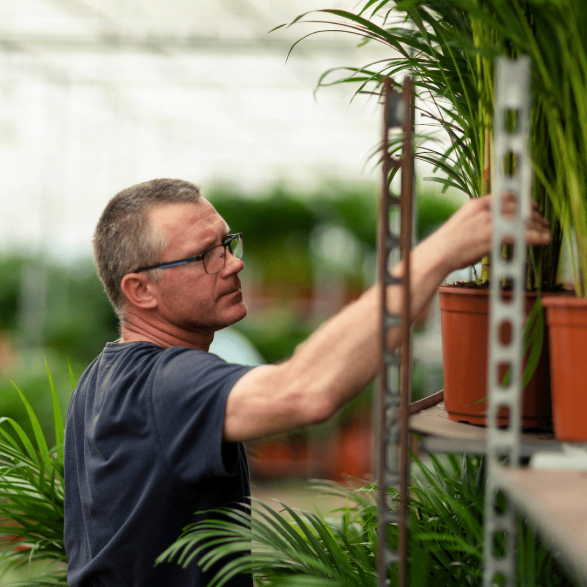Areca palm - Ø17cm - ↕70cm | productafbeelding 3