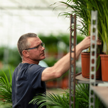 Areca palm - Ø17cm - ↕70cm | productafbeelding 3