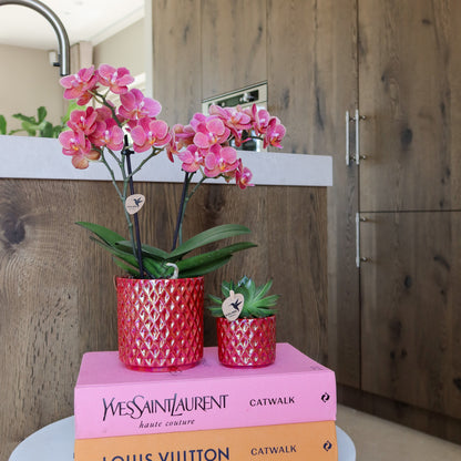 Kolibri Orchids | rode phalaenopsis orchidee Congo + Diamond Pearl Pot rood - potmaat Ø9cm | bloeiende kamerplant - vers…