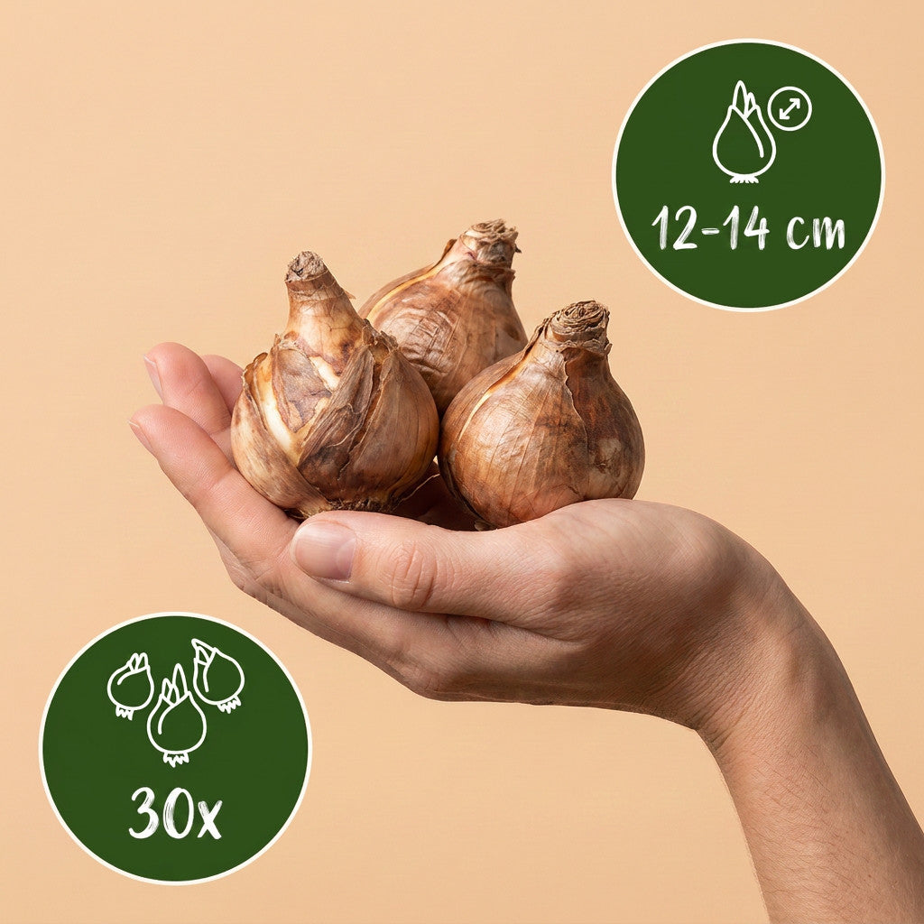 30x Narcissus Carlton - Gele narcis - Geel - Voorjaarsbloeier - Bolmaat 12/14 | productafbeelding 3