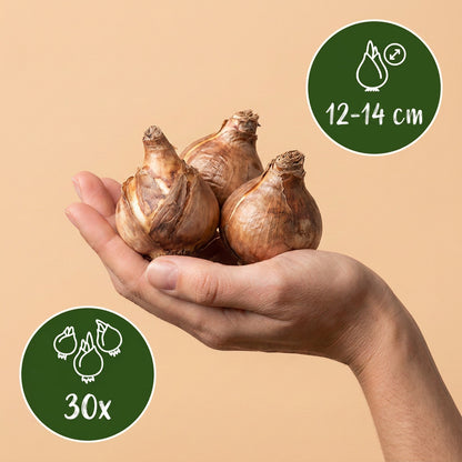 30x Narcissus Carlton - Gele narcis - Geel - Voorjaarsbloeier - Bolmaat 12/14 | productafbeelding 3