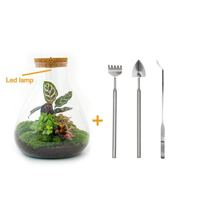 DIY-Terrarium – Sam Calathea mit Licht – ↕ 30 cm – Rechen + Schaufel + Pinzette