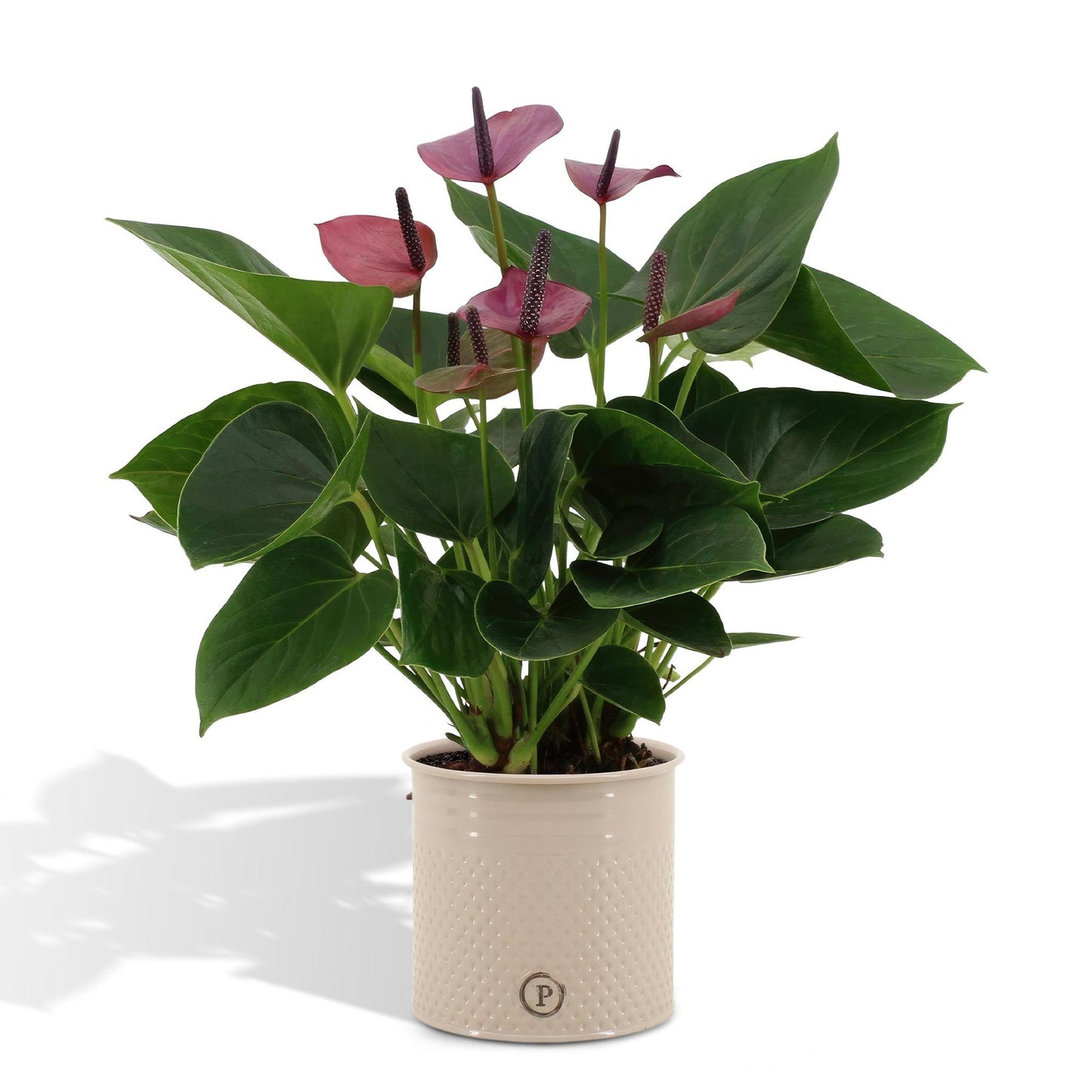 Anthurium andreanum Baby Purple incl. PURE zink - 45cm - Ø12