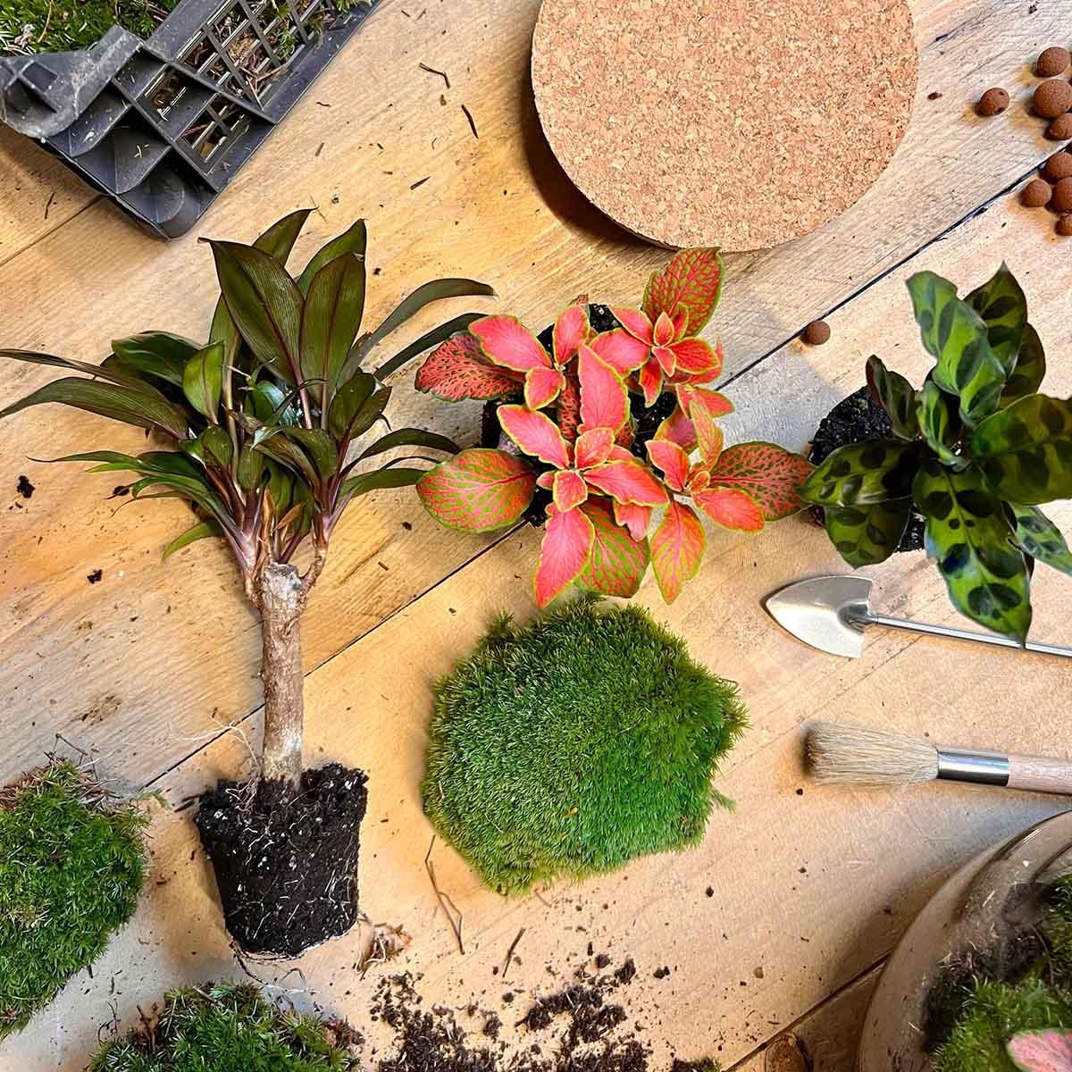 DIY-Terrarium – Milchpalme – ↕ 30 cm