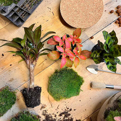 DIY-Terrarium – Milchpalme – ↕ 30 cm
