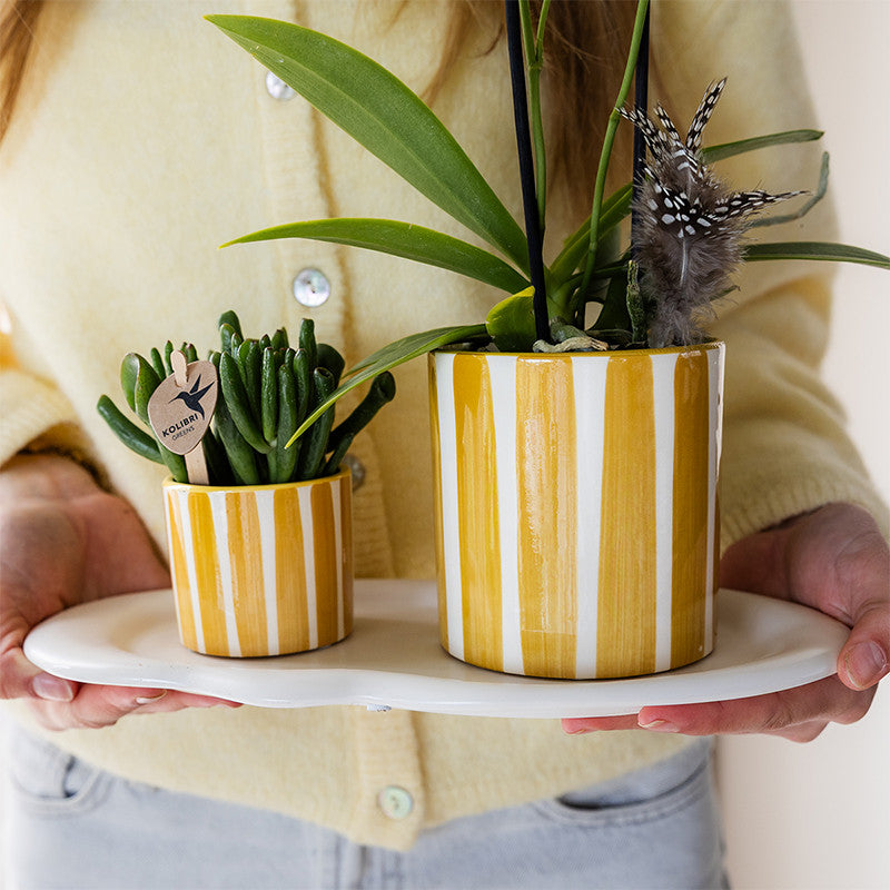 Kolibri Orchids | gele Phalaenopsis orchidee - Albenga + Painted Stripe pot yellow - potmaat Ø9cm | bloeiende kamerplant…