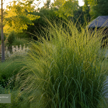 6x Miscanthus sinensis ‘Gracillimus’ – Elegant prachtriet met sierlijk overhangend blad | Potmaat 12 cm | productafbeelding 3