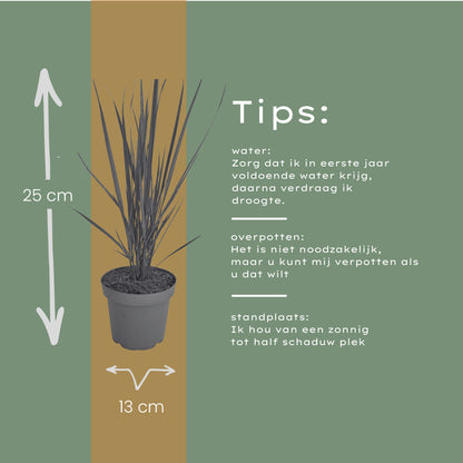 6x Panicum virgatum ‘Northwind’ – Sterk opgaand siergras met strakke groeivorm | Potmaat 12 cm | productafbeelding 5