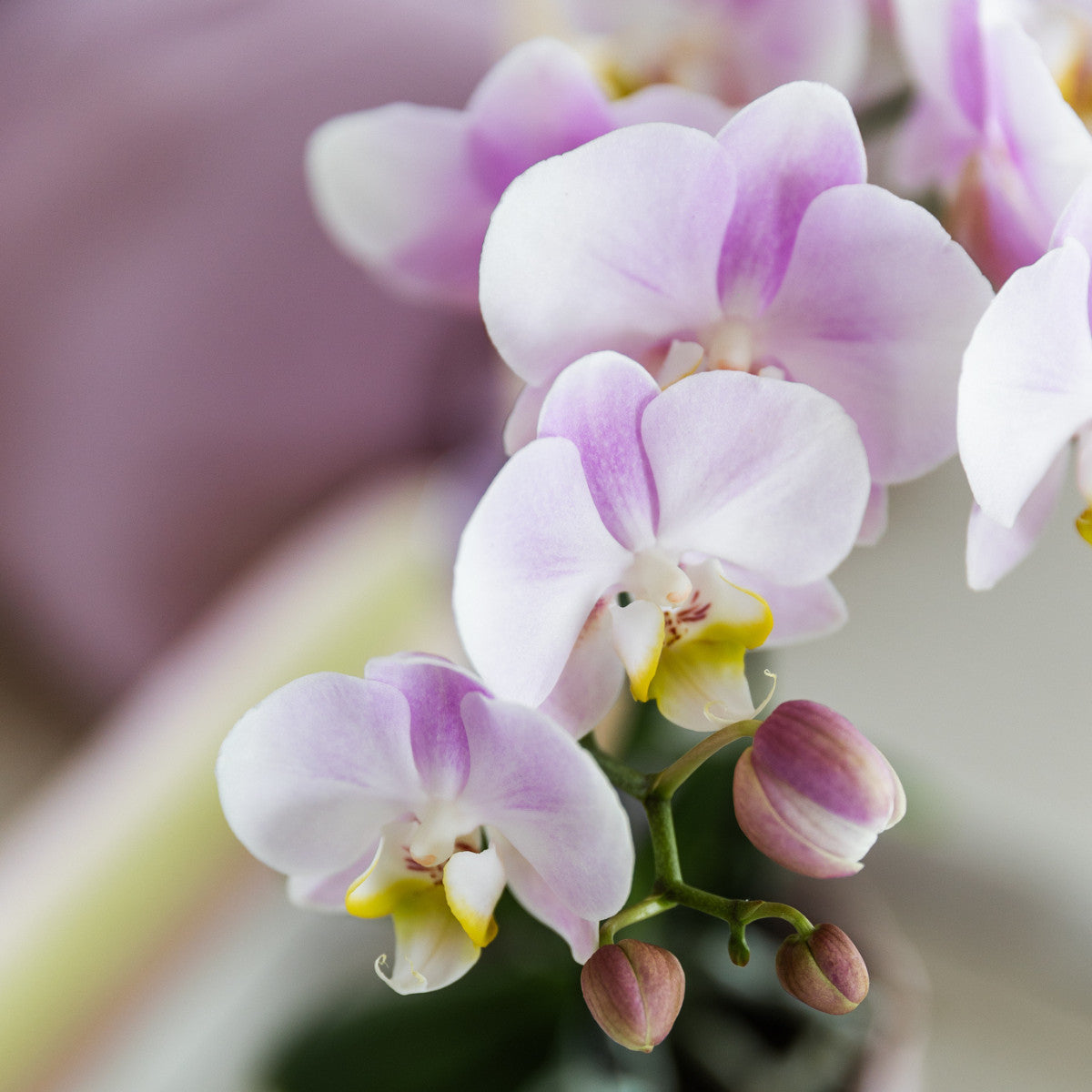 Kolibri Orchids | roze orchidee Portugal + Malaga sierpot roze - potmaat Ø9cm | bloeiende kamerplant - vers van de kweker…