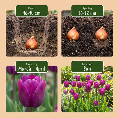 30x Tulipa Triumph Purple - Triomftulp - Paars - Voorjaarsbloeier - Bolmaat 11/12 | productafbeelding 4