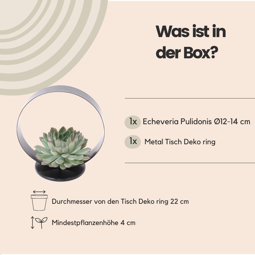 Wurzellose Sukkulente Echeveria Pulidonis auf Deko-Tischständer Ø20 cm - ↕20 cm