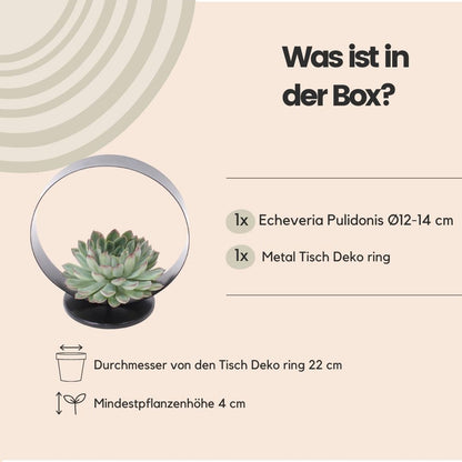 Wurzellose Sukkulente Echeveria Pulidonis auf Deko-Tischständer Ø20 cm - ↕20 cm