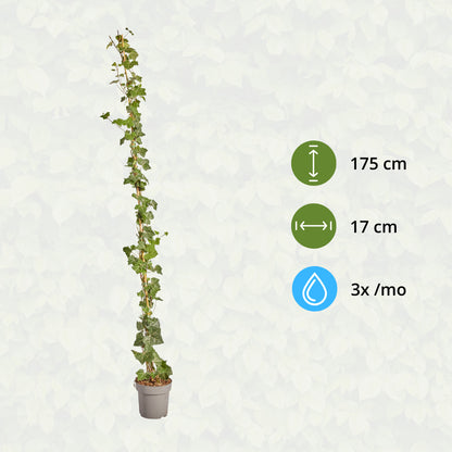 Hedera Hibernica - Klimop - Gestokt - ↨150 - 175 cm | productafbeelding 7