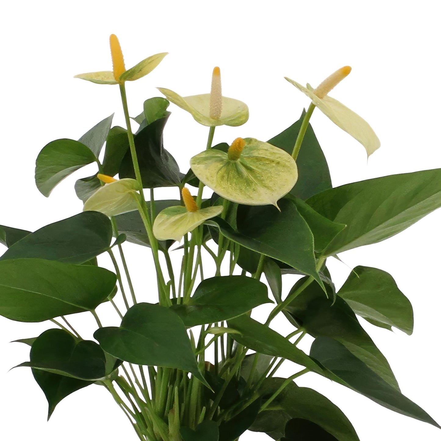 Anthurium andreanum Vanilla incl. PURE zink - 45cm - Ø12