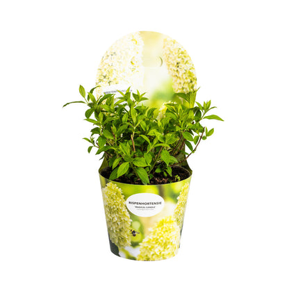 Hydrangea paniculata Magical Candle potcover met groene bladeren en crèmewitte bloemen in een sierlijke pot.