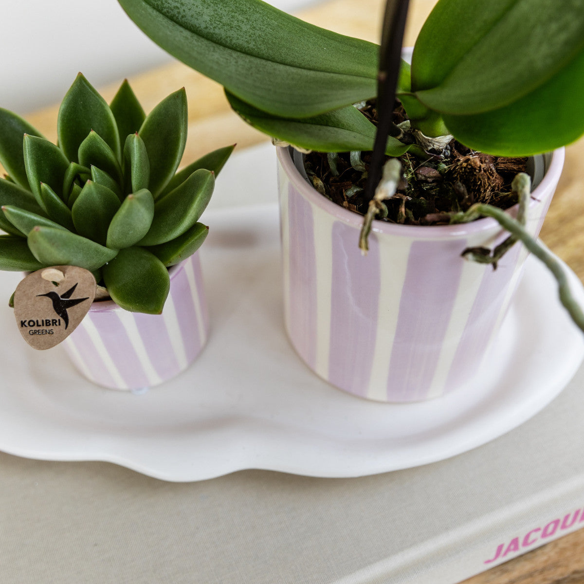Kolibri Orchids | Roze Phalaenopsis orchidee Portugal + Painted Stripe pot roze - potmaat Ø9cm | bloeiende kamerplant -…
