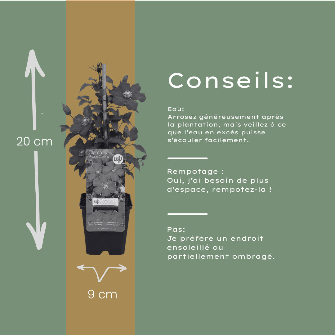 3x Clematis ‘Rouge Cardinal’ – P9 pot – prachtige rood bloeiende klimplant | productafbeelding 6