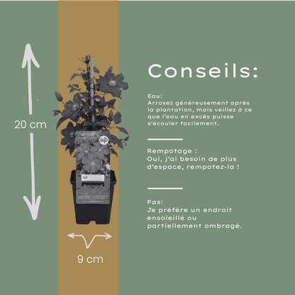 3x Clematis ‘Rouge Cardinal’ – P9 pot – prachtige rood bloeiende klimplant | productafbeelding 6