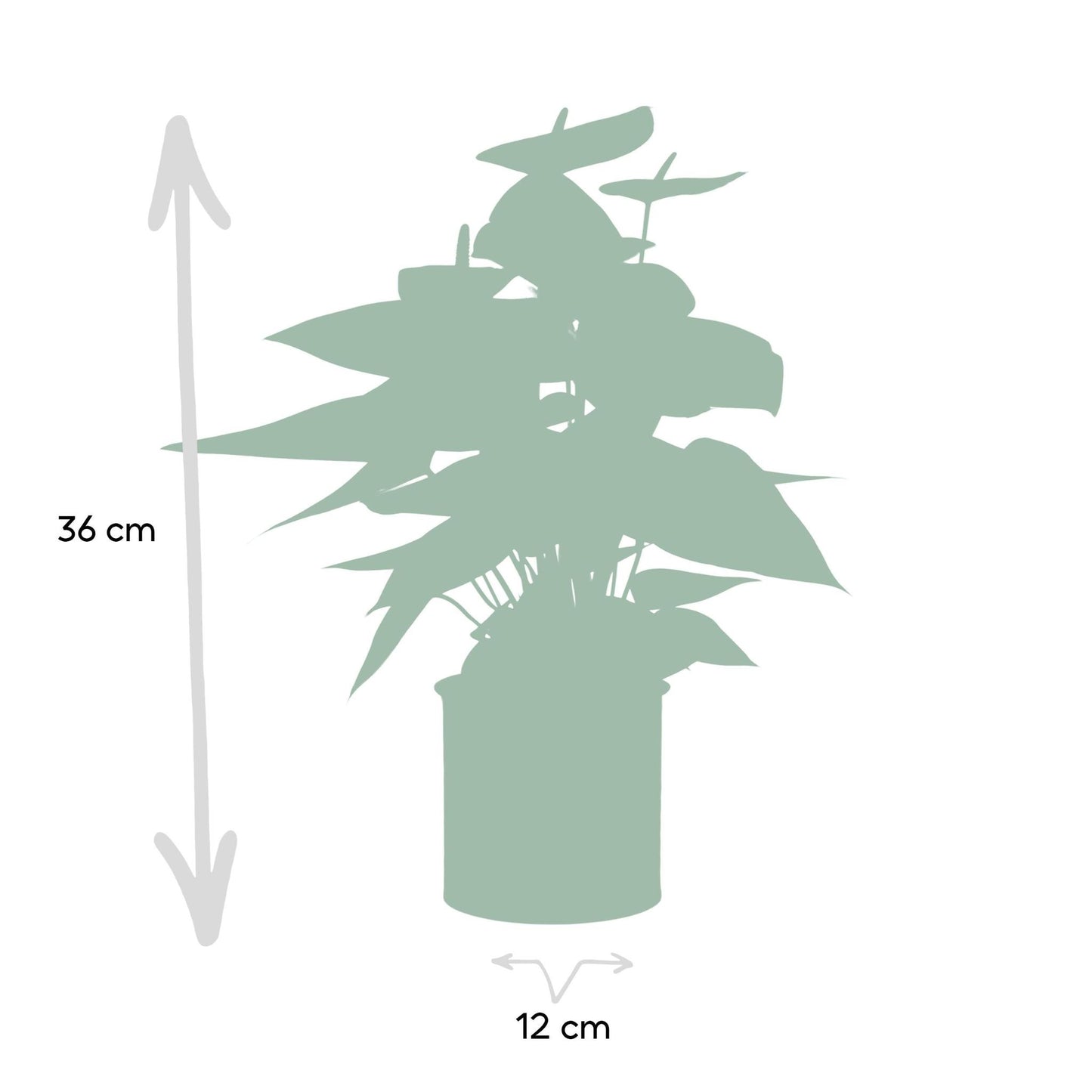 Anthurium andreanum Sweet Dream incl. PURE zink - 45cm - Ø12