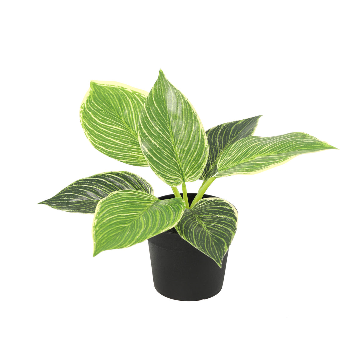 ARTIFICIAL Philodendron birkin - 20cm | productafbeelding 2
