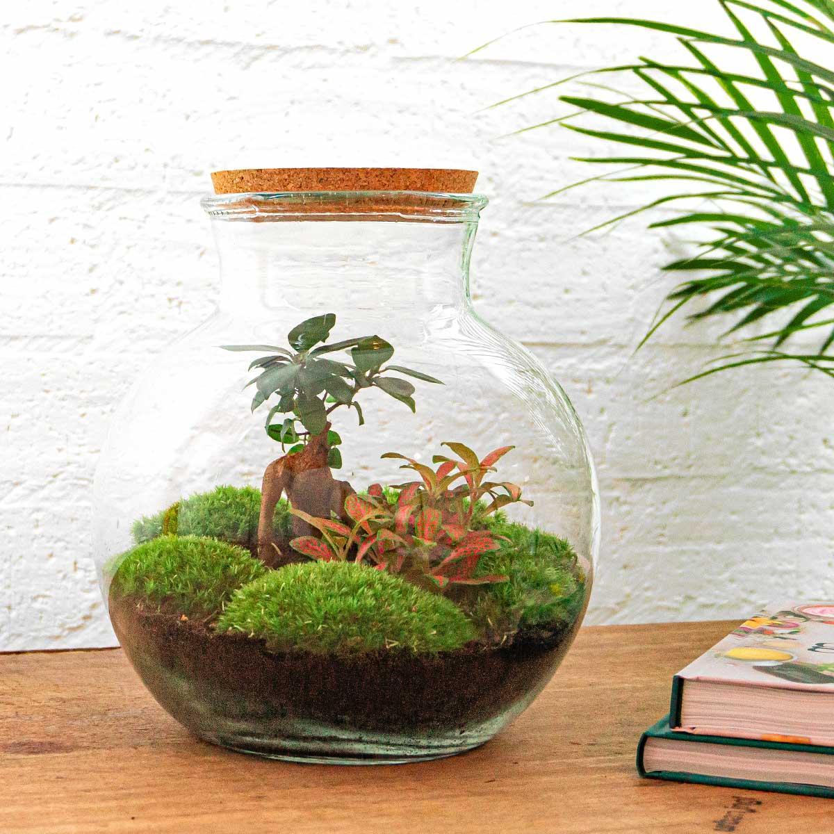 DIY-Terrarium – Teddy-Bonsai – ↕ 26,5 cm – Rechen + Schaufel + Pinzette + Schere