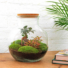DIY-Terrarium – Teddy-Bonsai – ↕ 26,5 cm – Rechen + Schaufel + Pinzette