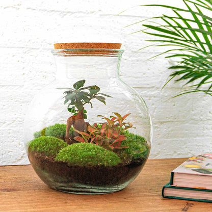 DIY-Terrarium – Teddy-Bonsai – ↕ 26,5 cm – Rechen + Schaufel + Pinzette