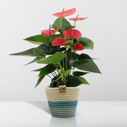 Anthurium andreanum Sweet Dream incl. PURE mand - 45cm - Ø12
