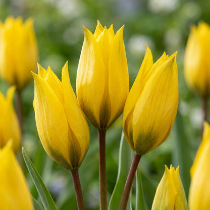 40x Tulipa Sylvestris - Bosdravik - Geel - Verwilderingsbol - Bolmaat 5/6 | productafbeelding 5